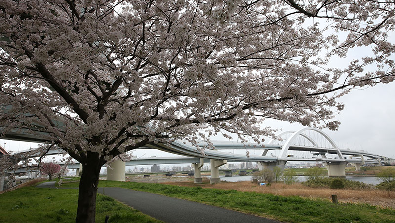 ภาพ Goshikizakura-ohashi Bridge 1/7