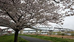 ภาพขนาดย่อ Goshikizakura-ohashi Bridge 2/7