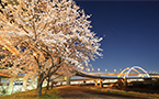 ภาพขนาดย่อ Goshikizakura-ohashi Bridge 5/7