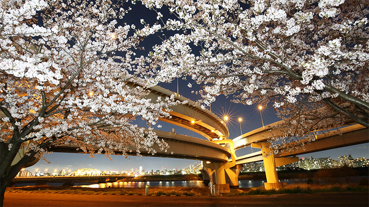 ภาพ Goshikizakura-ohashi Bridge 5/7