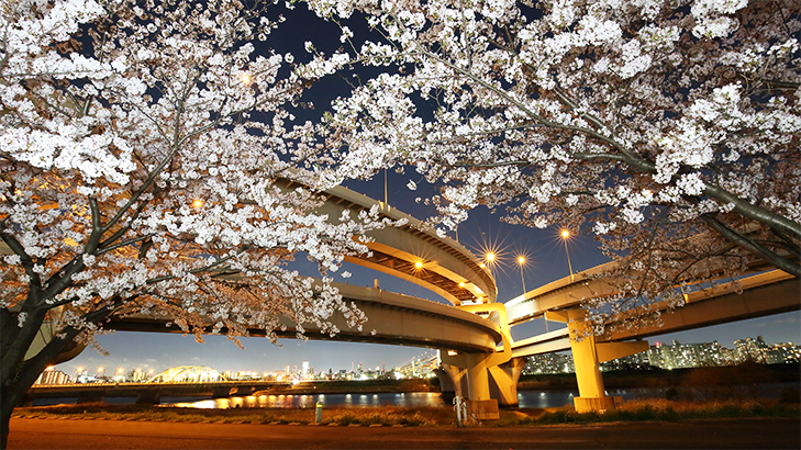 五色櫻大橋 首都高 Metropolitan Expressway Company Limited