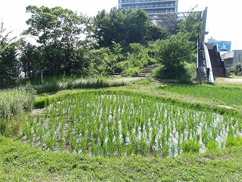 一般公開01