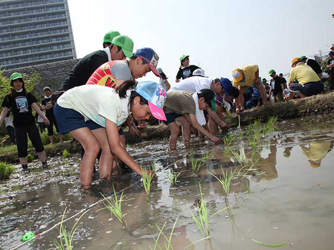 Rice planting