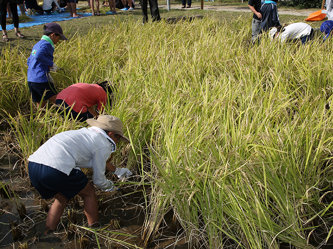 Harvesting rice